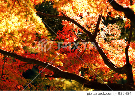 秋葉（楓葉，背光） 925484