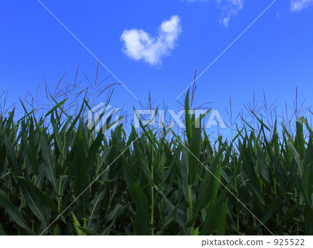 Heart cloud Heart cloud 925522