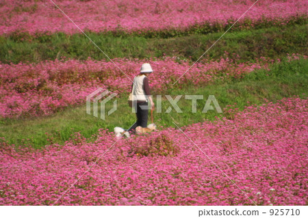 Buckwheat fields and puppies 925710