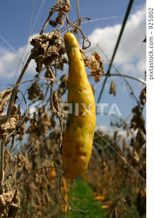 vegetable field, cucumber, cucumbers 925802