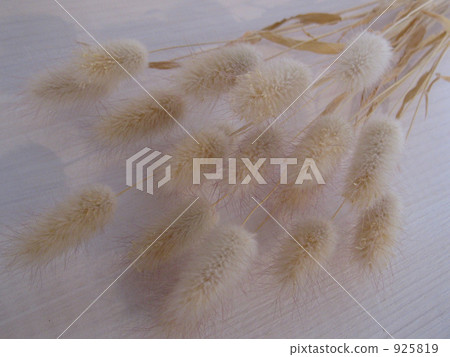 dried flower, foxtail, setaria 925819