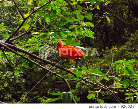 火烈鳥 火烈鳥 926028