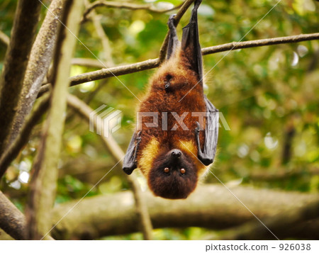 沖繩飛行蝙蝠 沖繩飛行蝙蝠 926038