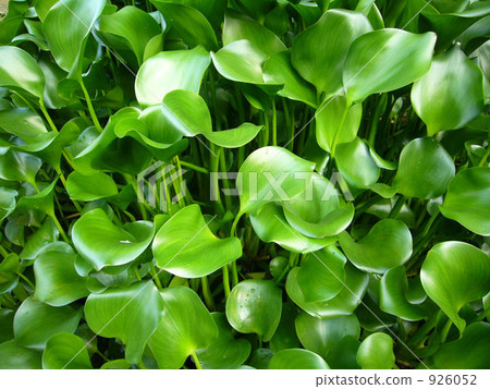 水葫蘆 926052