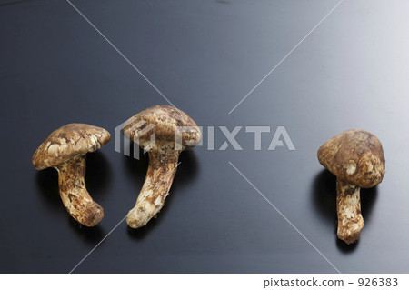 Matsutake mushrooms 926383