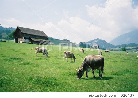cow, cattle, cows 926437