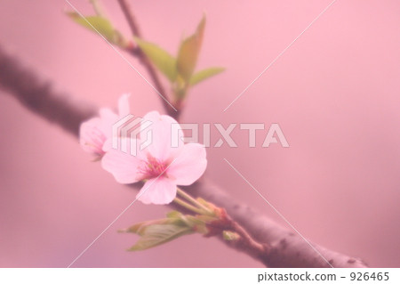 sprig, cherry blossom, cherry tree 926465