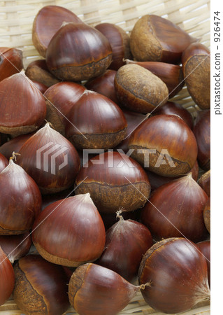 Chestnut Chestnut 926474