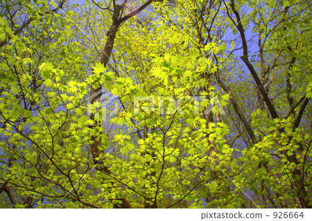 Fresh green maple Fresh green maple 926664