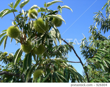 栗子樹 栗子樹 926804