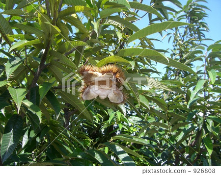 栗子樹 栗子樹 926808
