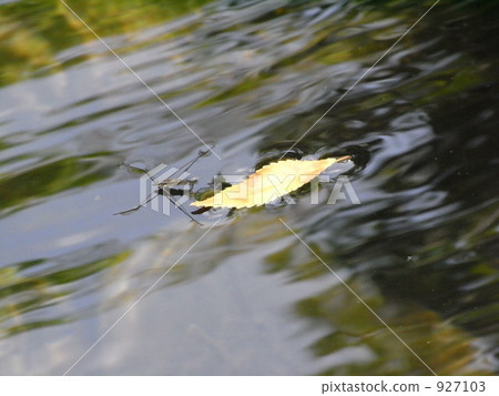 水黽 池黽 蟲子 927103