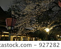 在夜間點亮櫻花 927282