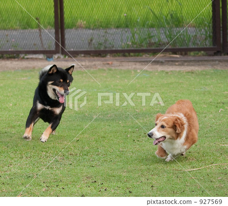 柯基 威爾士矮腳狗 毛孩 927569