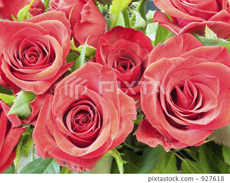 rose, roses, bloom 927618