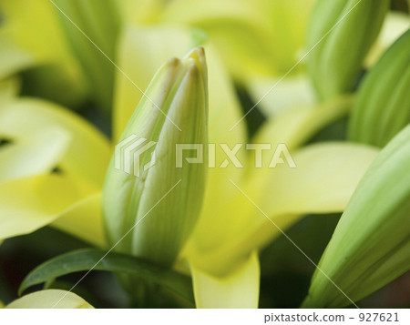 lily, bloom, blossom 927621
