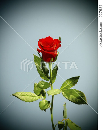 single flower, single wheel, rose 927683