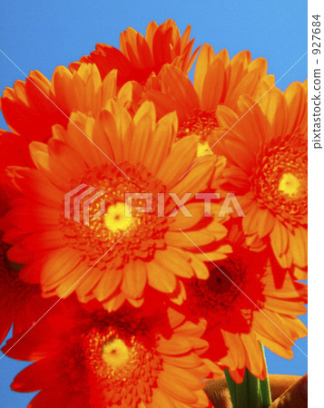 bloom, blossom, blossoms 927684