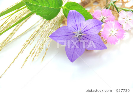 Kikyo，Nadeshi和Suzuki 4的安排 927720
