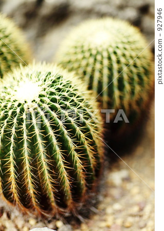 cacti, cactu, cactuse 927946