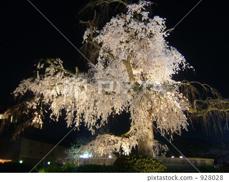 夜櫻桃點燃在京都的圓山公園 夜櫻桃點燃在京都的圓山公園 928028