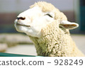 Sheepskin's sheep 928249