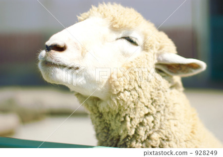 Sheepskin's sheep Sheepskin's sheep 928249