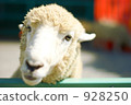 Cute sheep 928250