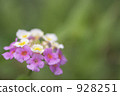 Lantana 928251