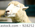 Satisfying sheep 928252