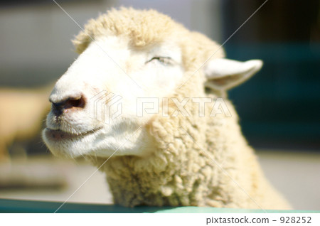 Satisfying sheep 928252