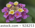 Lantana 928253