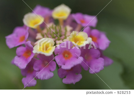 Lantana Lantana 928253