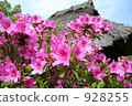 Azalea 928255
