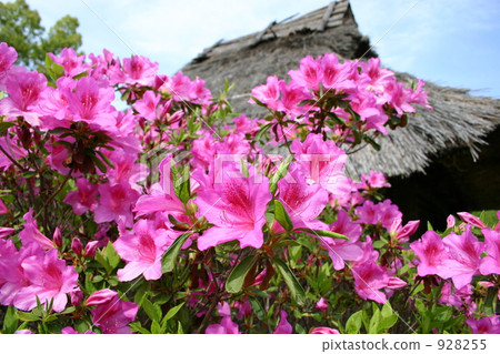 Azalea Azalea 928255
