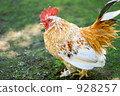 Mr. Chicken 928257