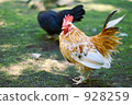 Chicken and Pee 928259