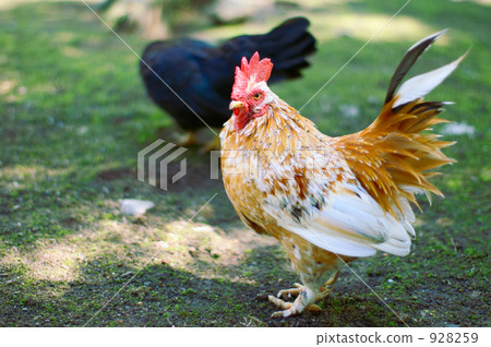 Chicken and Pee 928259