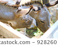 Couple's ass 928260