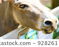 Up of the donkey 928261