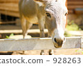 Donkey and nature 928263