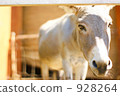 Meet the donkey 928264