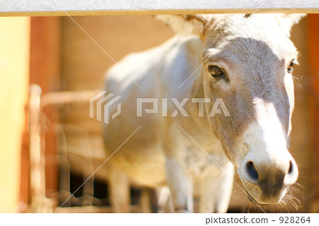 Meet the donkey Meet the donkey 928264