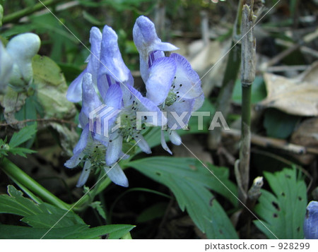 Torikabuto花 928299