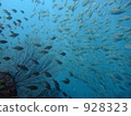 一群馬鯖魚 928323