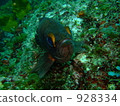 石斑魚 928334