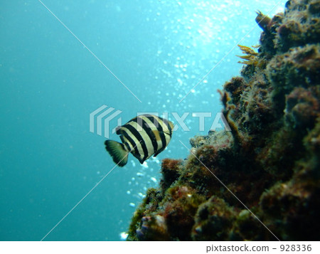 Ishidai juvenile fish Ishidai juvenile fish 928336