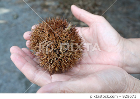 Chestnut  928673