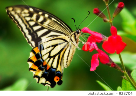 Swallowtail butterfly 928704