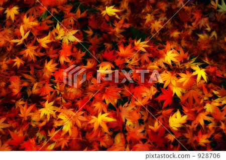 楓樹 紅楓 楓葉 928706